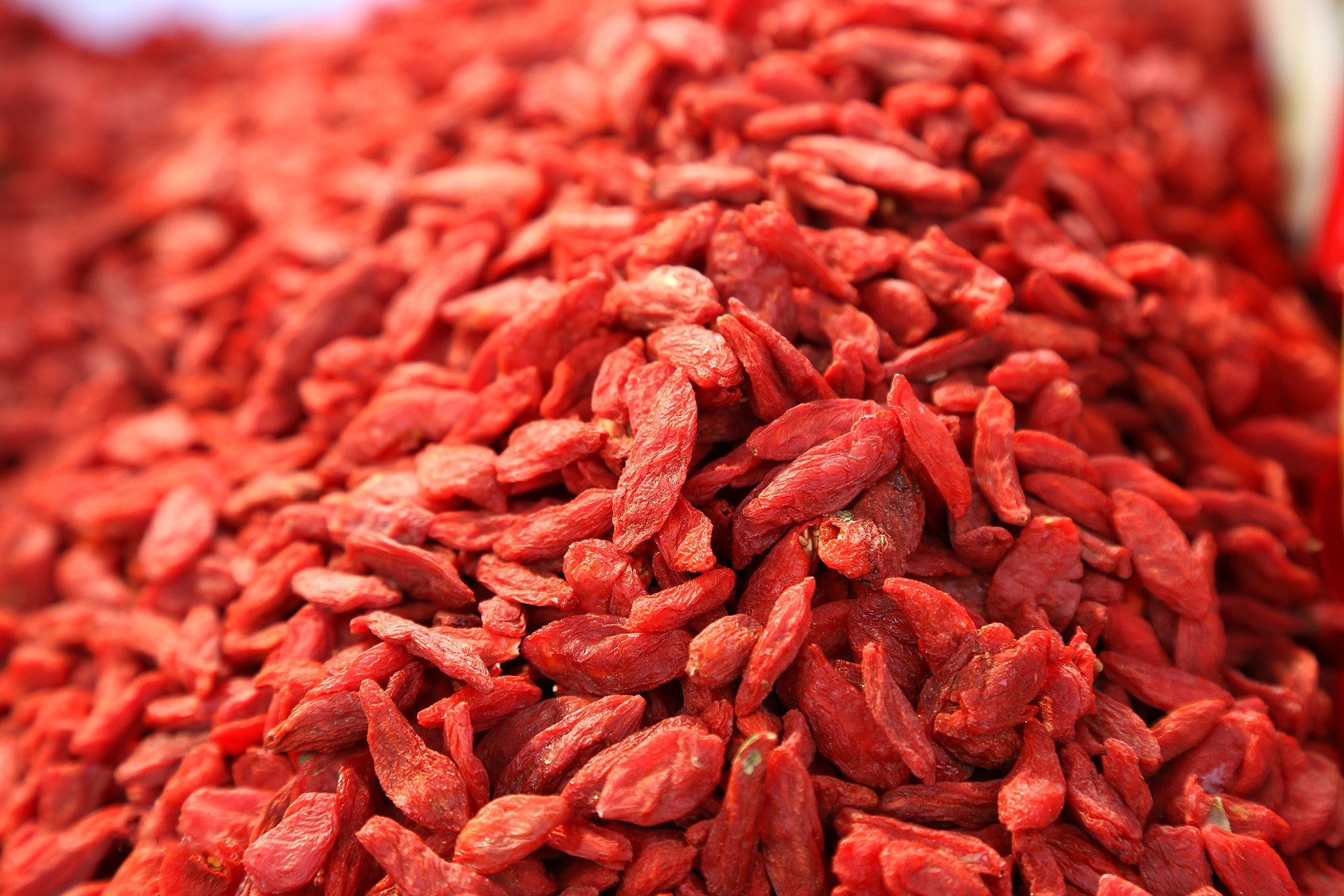 东方神草——枸杞