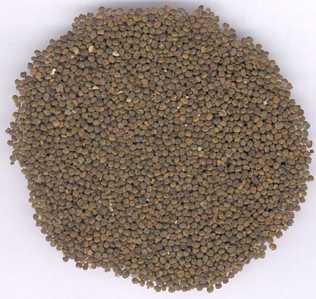 补肾助阳——沙苑子