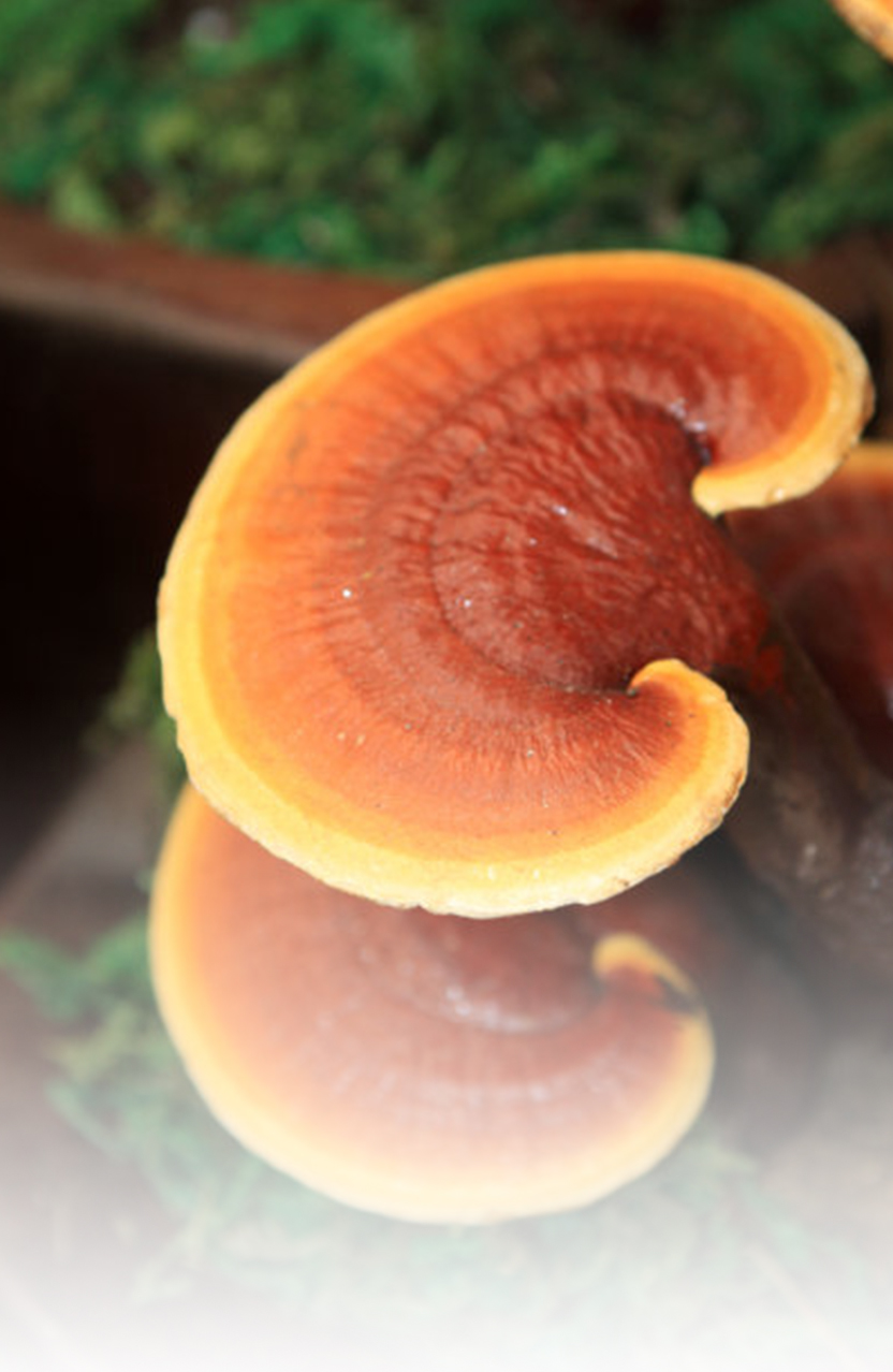 超微粉产品系列