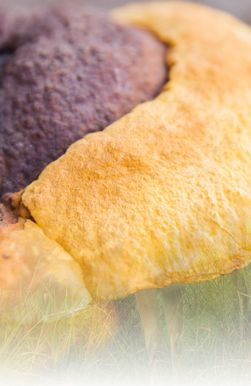 固体饮料产品系列